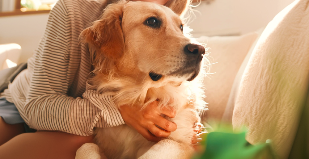 Come rinfrescare il cane quando fa caldo